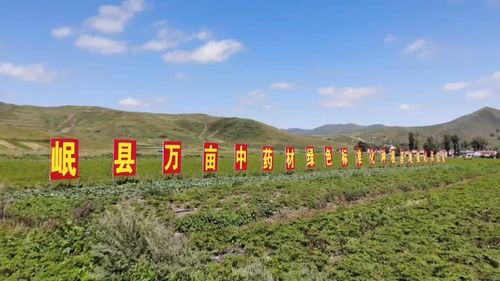 广西灵山气候适宜种植当归吗？与当归种植实践对比有何差异？