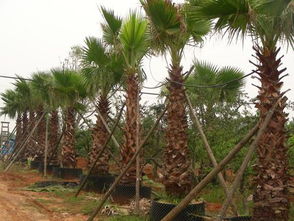 彩色苗木， 色彩斑斓的绿意