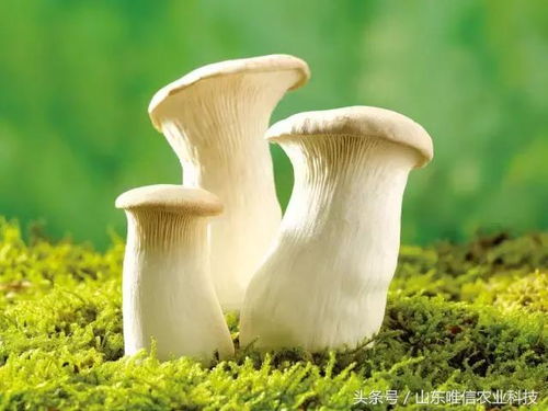 东北野生蘑菇养殖技巧：揭秘花卉领域的绿色奇迹