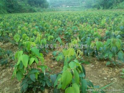 八月瓜适合在哪些地区种植？中国哪些地方适合八月瓜生长