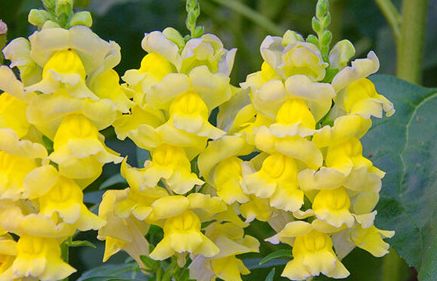 如何让鲜花持久绽放：揭秘保鲜小技巧