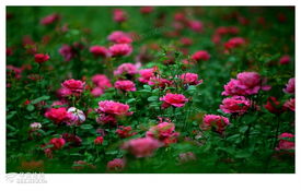 月季林荫大道：叶片油亮， 抗病性极佳