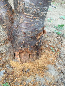 农药灌树根，虫子会被消灭吗？