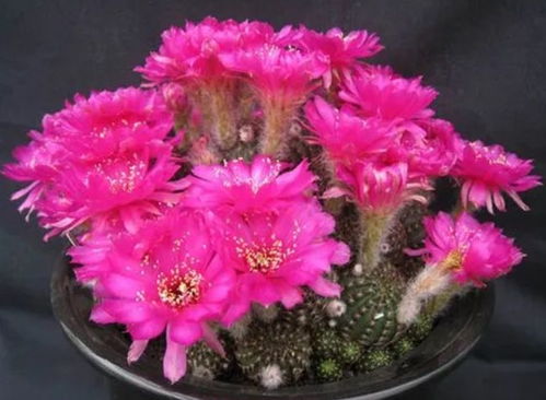 仙人球的成长历程