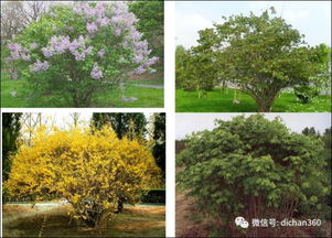 耐寒耐旱的四季桂