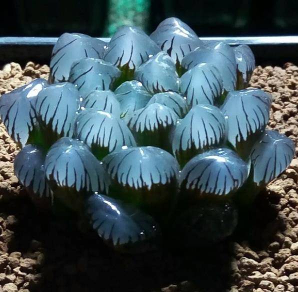 养护问题解答：为什么我的草玉露叶片松散瘦长