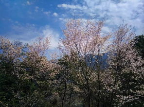 春天开的花有哪些？你一定见过樱花绽放的美景吗