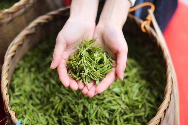 茶叶地专用除草剂，哪种最牛？