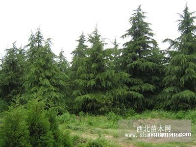 批发价格， 梗是让人头大