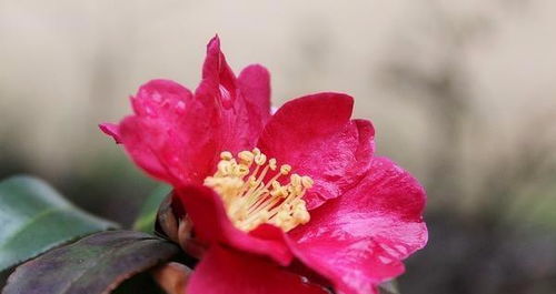 秋天盆栽茶花如何养护？如何让花朵更加艳丽