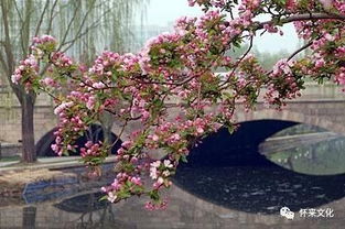 海棠盛开乐山城，为何独此花为尊