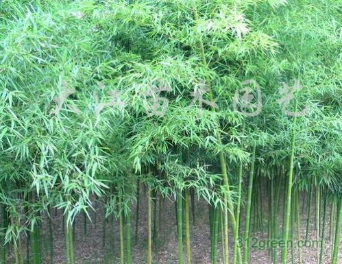 紫竹的生长优势