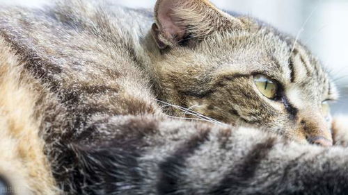 北京伟嘉饲料公司生产的猫粮，有哪些适合幼猫的口味和营养成分呢？