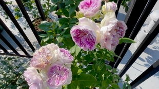 蓝月石月季适合在哪种气候条件下生长呢？