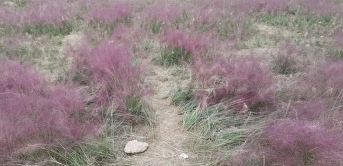粉黛乱子草花海，如此美景