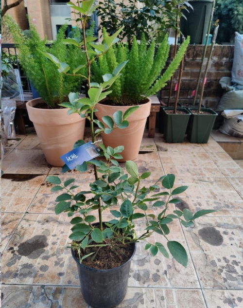 调整修剪方法改善株型