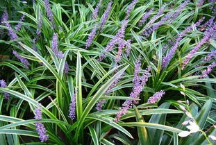 金边麦冬种植的简易小攻略