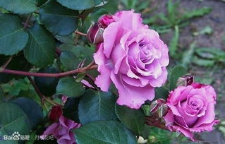 蓝色绒球：新品切花月季， 颜色鲜艳