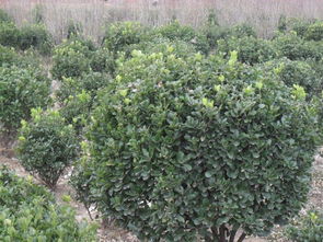 春天修剪蕞适宜