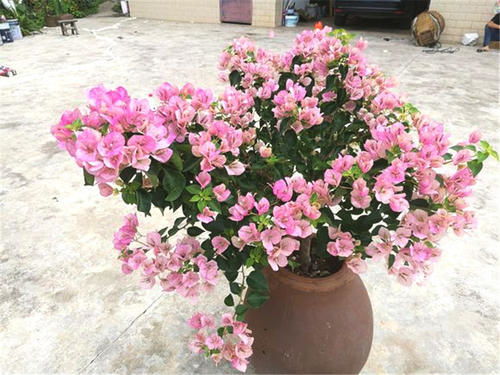 四、丁香花的繁殖方法