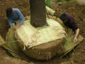 挖掘与切断技巧