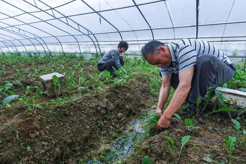 红眉豆种植全攻略中，适合几月份在南方地区进行播种呢