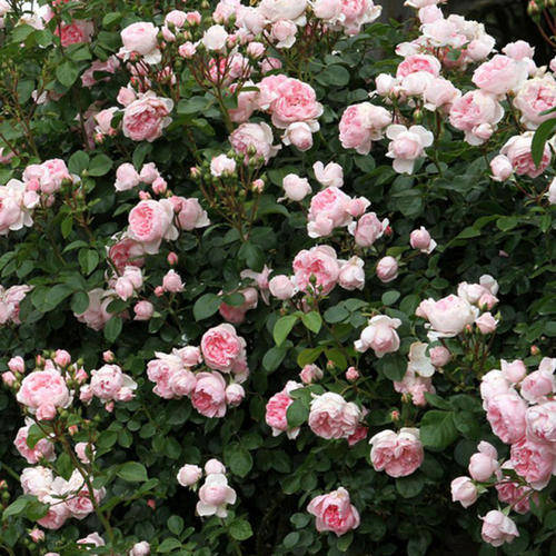 藤本月季的养护要点