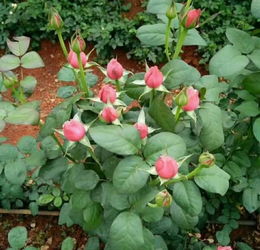 3. 玫瑰， 爱情使者