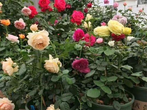 5：如此株形会有啥后果