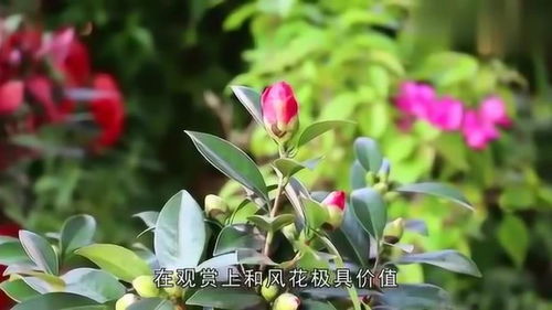 珠兰花蕾为何会提前掉落？是养护不当还是另有隐情