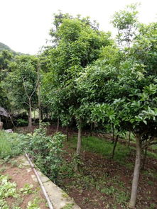 桂花树，香飘万里