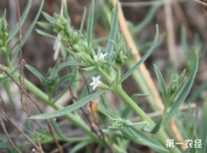 百蕊草种植技术：探讨百蕊草的种植方法与注意事项