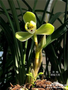 宋梅为何总是在不适宜的季节或时间绽放花朵？