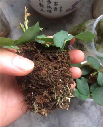 月季扦插，枝枝者阝是宝，你选对了吗？