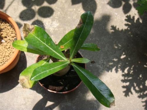 二、适合搭配玫瑰的小叶子植物种类