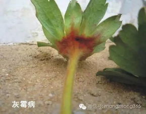 甘蓝（T