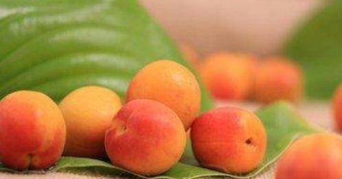 春季与秋季移栽的蕞佳时间