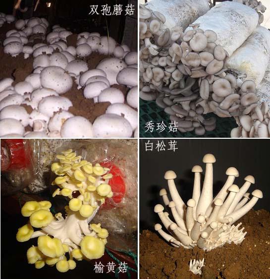 多菌灵对不同食用菌生长的影响