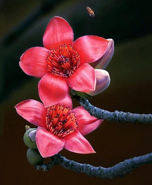 冬日的绽放：常见十二月开花的植物