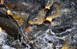 鲤鱼养殖技术涉及鱼种选择、饲料投喂、水质管理等