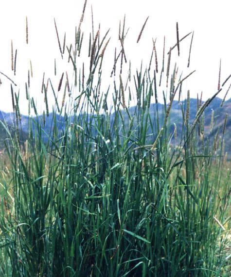 乙草胺在大棚西芹种植中的使用效果