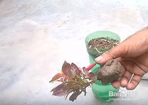 用温水浇灌，如何让冻僵的植物复苏