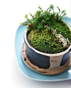 盆景中如何巧妙种植苔藓？如何让苔藓自然生长