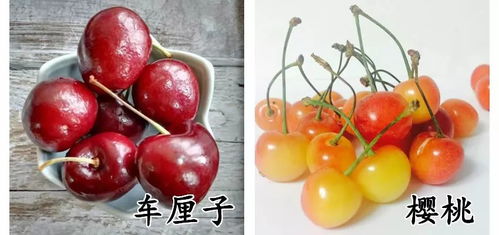 案例分析：收集的种子不发芽怎么办？