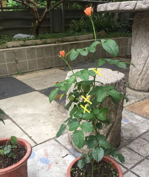 第一步：清除病枝、 枯枝和交叉长枝条