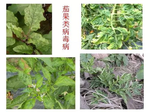 其他作物病害也不在话下