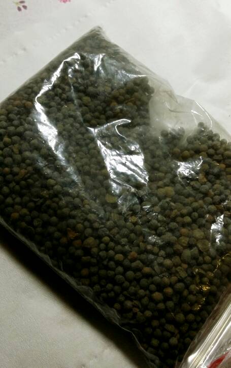 棉花种子如何种植？详细步骤和注意事项有哪些
