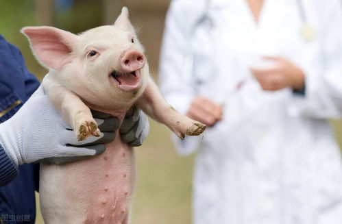 DBS干血斑技术是否Neng在养猪领域替代冷链采血？