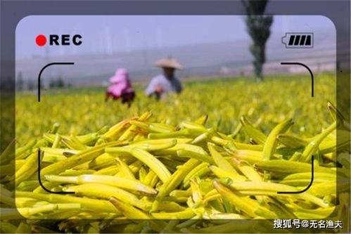 种啥菜，得看经济效益