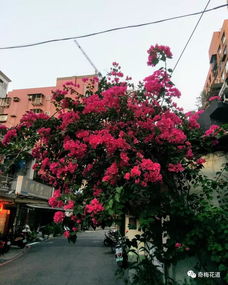 西安市的“市花”是什么花？这种花在西安随处可见吗